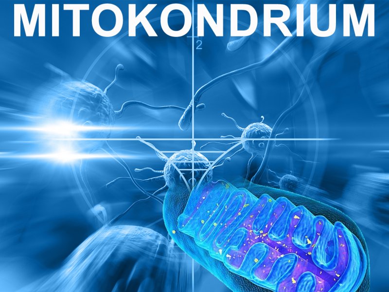  Etessük zsírral a mitokondriumokat!