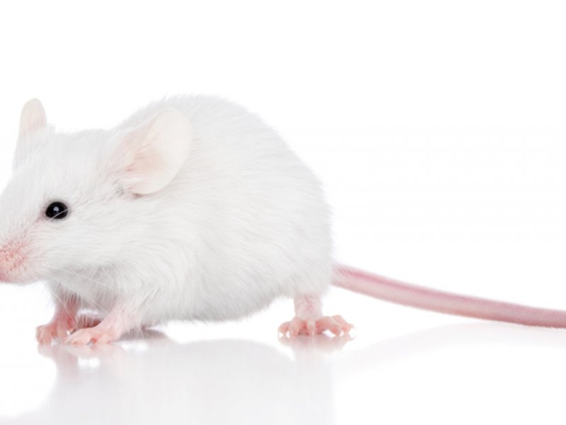  A szívinfarktus következményei kivédhetők vörösbor kivonattal?