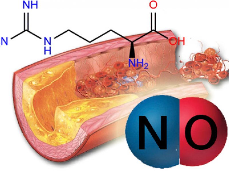 Az érrendszer rugalmasságának katalizátora: nitrogén- monoxid ( NO)