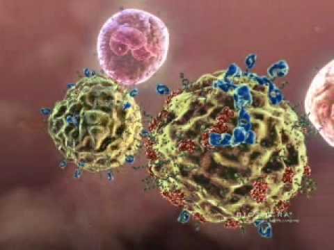 Immunrendszer erősítés és koleszterin csökkentés béta- glucanokkal