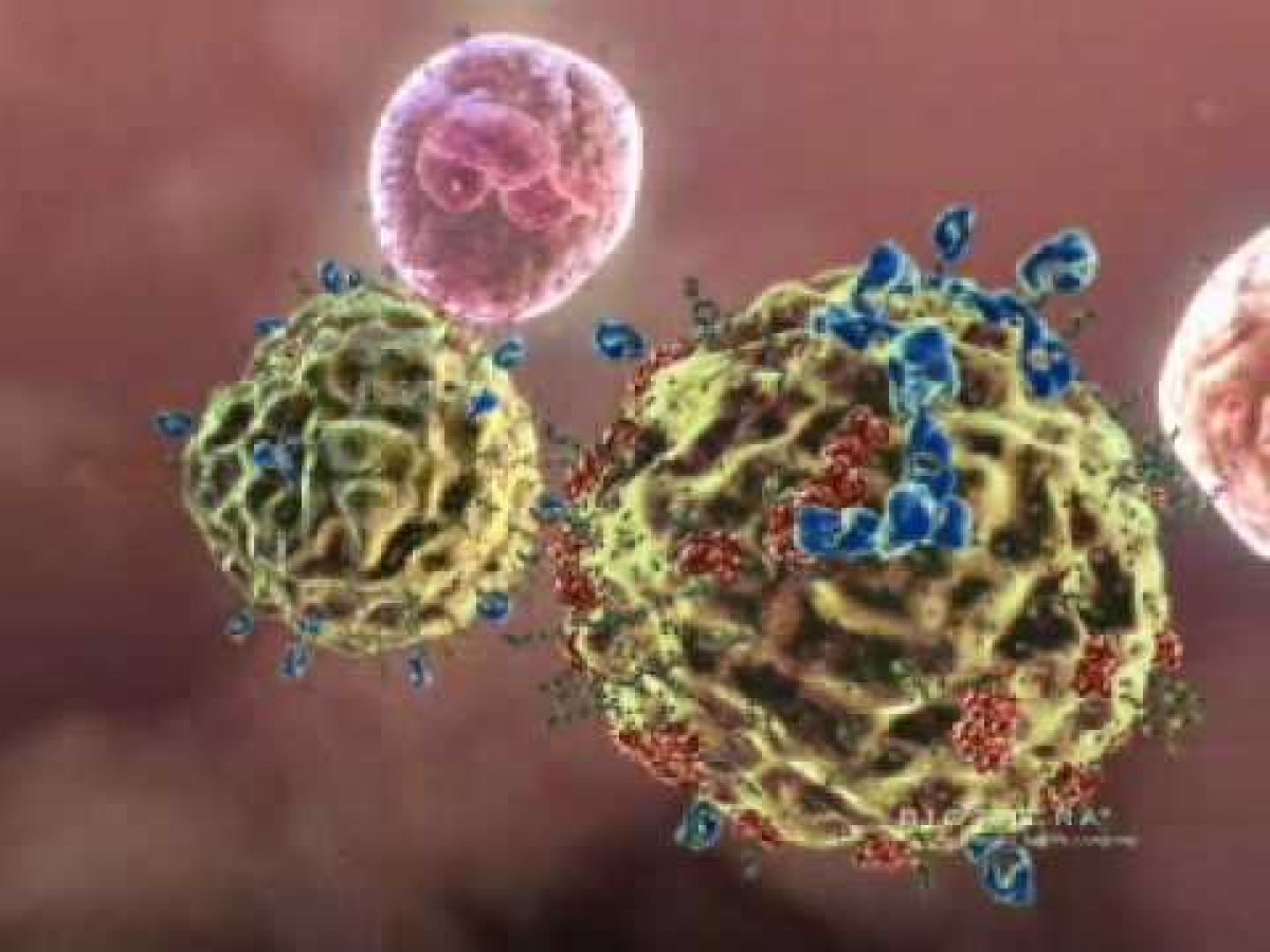 Immunrendszer erősítés és koleszterin csökkentés béta- glucanokkal