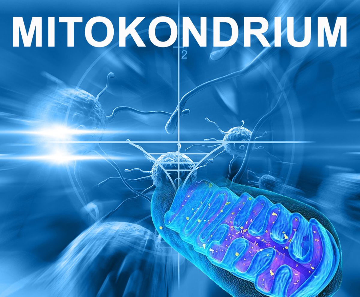 A ketogén diéta életet menthet! Etessük zsírral a mitokondriumokat!