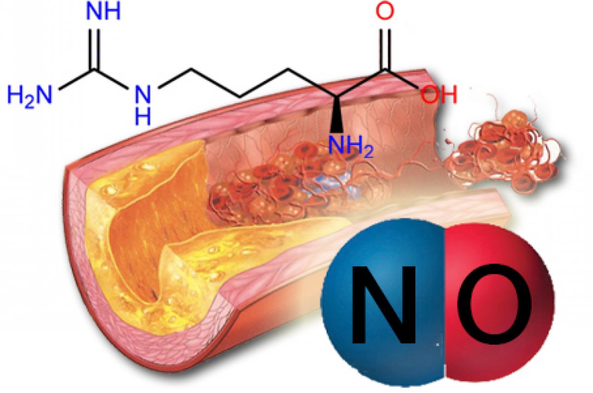 Az érrendszer rugalmasságának katalizátora: nitrogén- monoxid ( NO) Az érrendszer rugalmasságának katalizátora: nitrogén- monoxid ( NO)